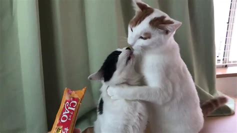 cat lickingpussy